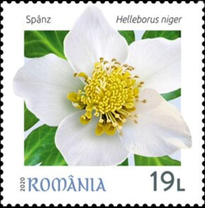 Christrose auf Briefmarke - Rumänien