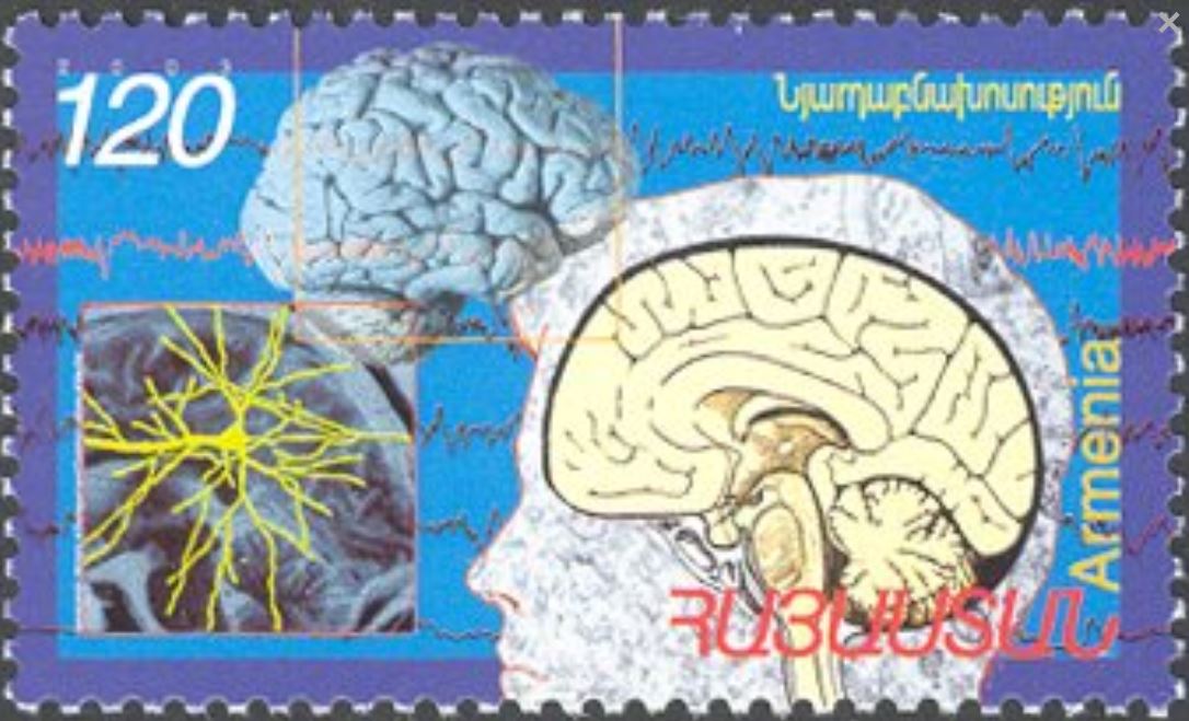 Gehirn und Nervenzellen
